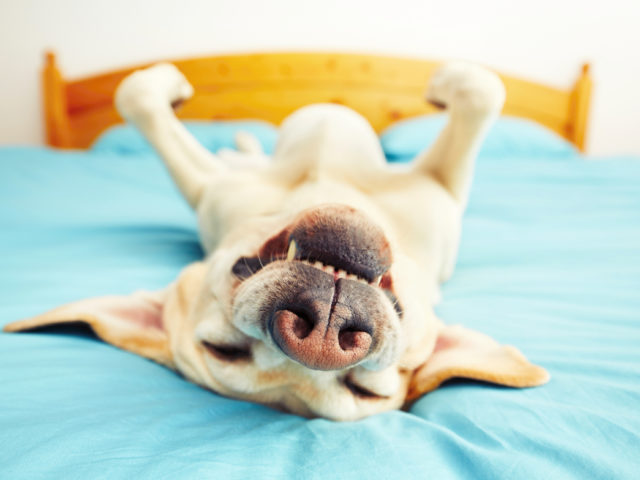 Dog on the bed