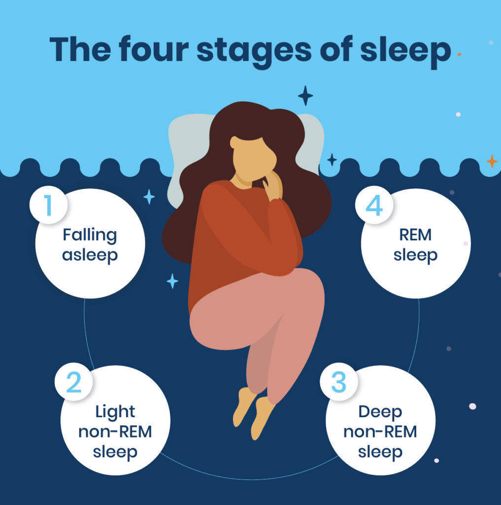 Sleep Stages [4 Types Of Sleep Stages] Sleepscore
